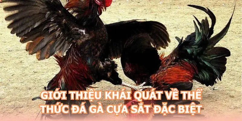 Giới thiệu khái quát về thể thức đá gà cựa sắt đặc biệt